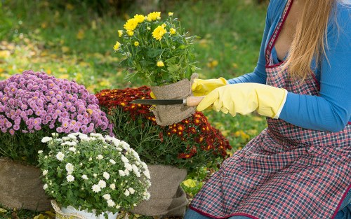 Professional lawn care equipment and services