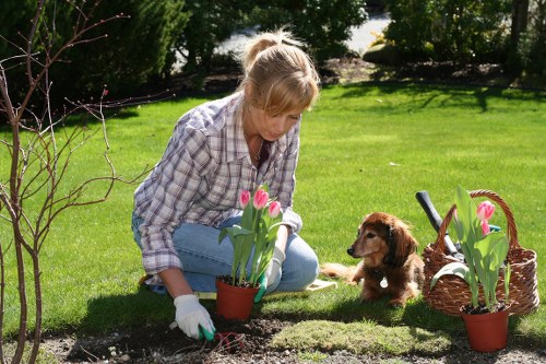 Team assessing a garden hedge before trimming